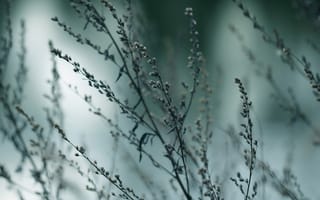 Картинка природа, прекрасные, ветка