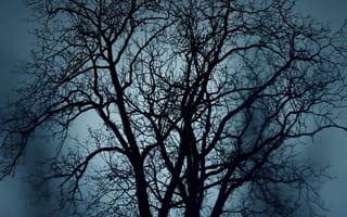 Картинка природа, синие, темные, ночь, дерево
