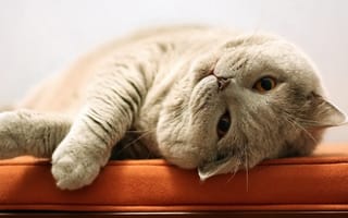 Картинка милые, кошки, глаза, котята, пушистые, спящий