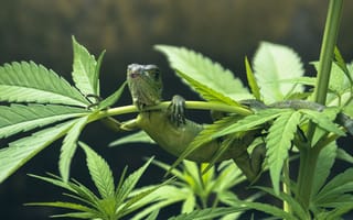 Картинка love, mariguana, любовь, забавные