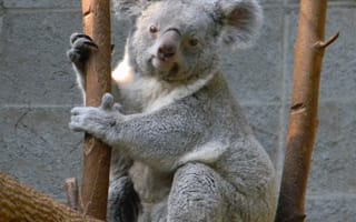 Картинка cuddle, koala, marsupial, животные, серые, медведь, австралия