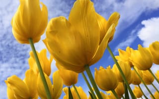 Картинка zedgespring, yellow tulips, природа, желтые, весна, тюльпаны, на улице, солнечные, снаружи