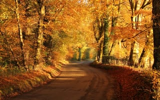 Картинка природа, дорога, красота, оранжевые, деревья, осень