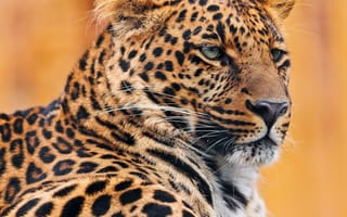 Картинка leopards, животные, тигр, леопард