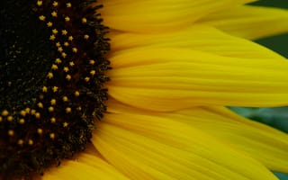 Картинка happines, optimism, подсолнухи