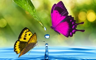 Картинка вода, бабочки, капли, листья, брызги
