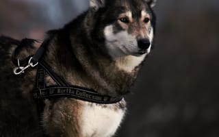 Картинка sad husky, грустные, собаки, серые, хаски