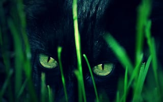 Картинка кошки