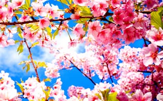Картинка pink spring, природа, розовые, весна