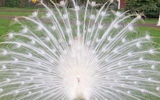 Картинка белые, павлин