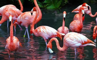 Картинка flamingo, вода, животные, птицы