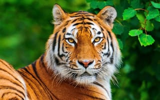 Картинка милые, кошки, оранжевые, тигр