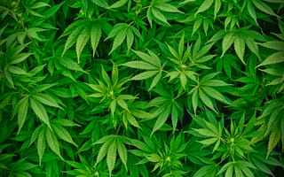 Картинка дерево, листья, бутон