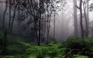 Картинка зеленые, лес