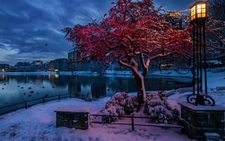 Картинка природа, ночь, пейзаж, зима, снег, холодное, парк