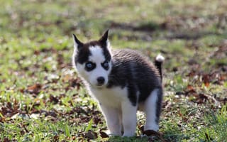 Картинка xaxa not so cute, милые, животные, собаки, хаски