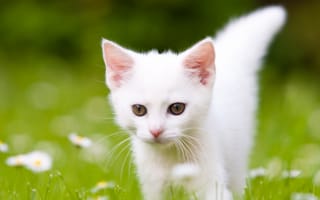 Картинка white kitty, kitty in grass, природа, милые, белые, кошки, трава, котята, маленький