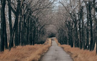 Картинка along, дерево, деревья