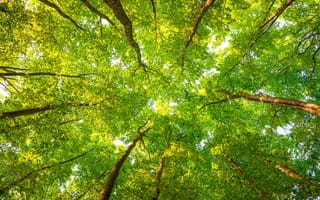 Картинка зеленые, лес, деревья, листья, солнечный свет, ветви