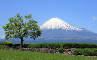 Картинка fuji, дерево, японские