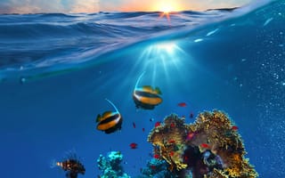 Картинка reef, океан, тропические, подводные, кораллы, рыби
