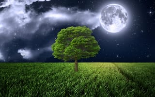 Картинка full, ночь, луна, дерево, свет, трава, поле