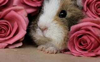 Картинка милые, животные