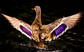Картинка colorful duck, красочные, животные, озеро, птицы, крылья, летать, утка, лебедь
