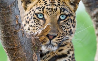 Картинка природа, прекрасные, животные, коты, леопард