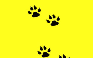 Картинка paws, prints, милые, собаки