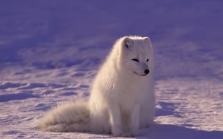 Картинка arctic, зима, собаки, животные, лиса