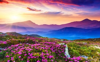Картинка feild, rhododendron, rhododendron field, прекрасные, пейзаж, закат, горы, поле