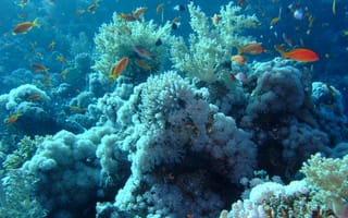 Картинка diving, redsea, underwatercolours, природа, подводные, замечательный, рыби
