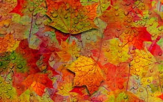 Картинка abstract leaves, абстрактные, дерево, осень, листья, капли, сезон