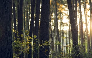 Картинка zedgespring, fresh forest, природа, лес, весна, свежие, на улице, солнечные, снаружи