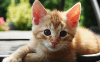 Картинка orange tabby, животные, кошки, оранжевые, котята, малыш, питомцы, каваи, восхитительные
