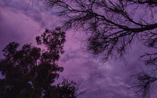 Картинка arboles, пейзаж, природа, милые, закат
