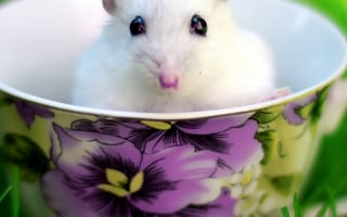 Картинка hamster, животные
