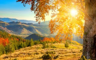 Картинка sun-rays, дерево, солнце, осень, лучи