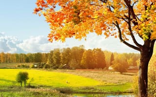 Картинка beautiful forest, природа, прекрасные, пейзаж, лес, деревья, осень, листья, река, восход