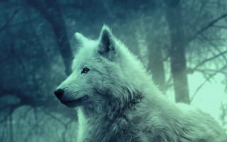 Картинка wallapaper, новый, белые, лес, лучшие, волк, эпичные, загрузка
