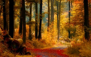 Картинка cd, hy, лес