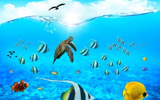 Картинка sea life hd, жизнь, море, солнце, птицы, волна, рыба, волны, подводные, черепаха, рыби