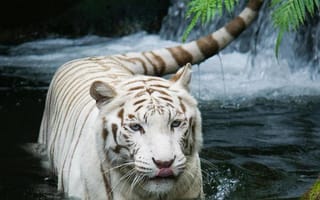 Картинка белые, тигр