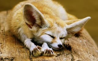 Картинка милые, животные, лиса, африка