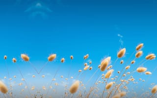 Картинка htc, m9, one, трава, поле, смысл, пшеница