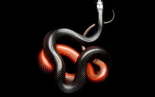 Картинка черные, красые, змея
