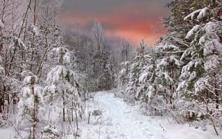 Картинка snow trees, winter light sunset, природа, закат, зима, снег, свет, деревья