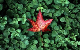 Картинка sony, xperia, z3, сони, листья, растения