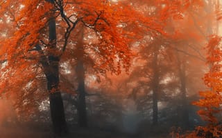 Картинка autumn colors, forest path, nature leaves, природа, цветные, лес, осень, листья, путь